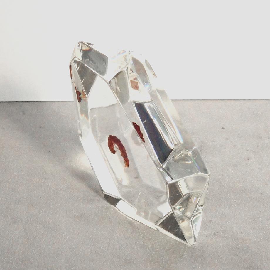 トビケラ類樹脂封入標本 C (木製標本箱入り) | 8枚目