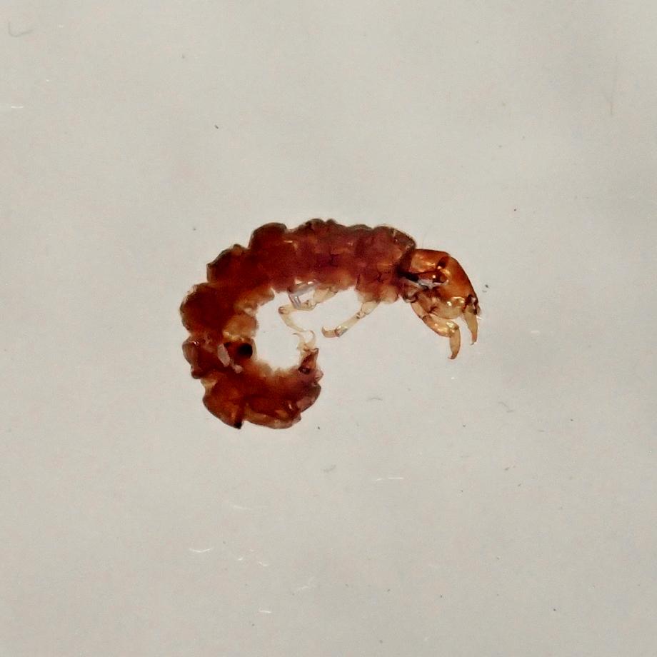 トビケラ類樹脂封入標本 C (木製標本箱入り) | 10枚目