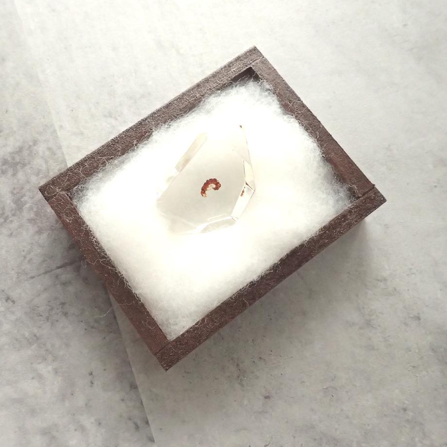 トビケラ類樹脂封入標本 C (木製標本箱入り) | 11枚目