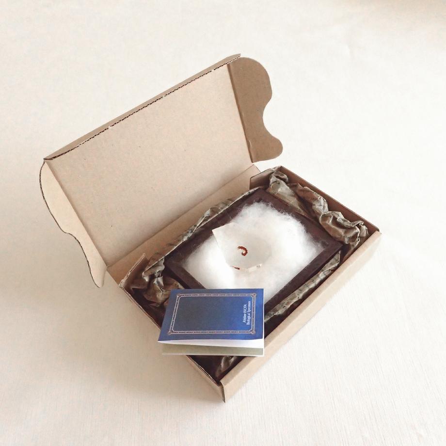 トビケラ類樹脂封入標本 C (木製標本箱入り) | 12枚目