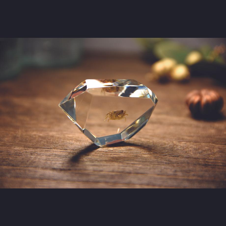 カニ類樹脂封入標本 C (木製標本箱入り) | 18枚目