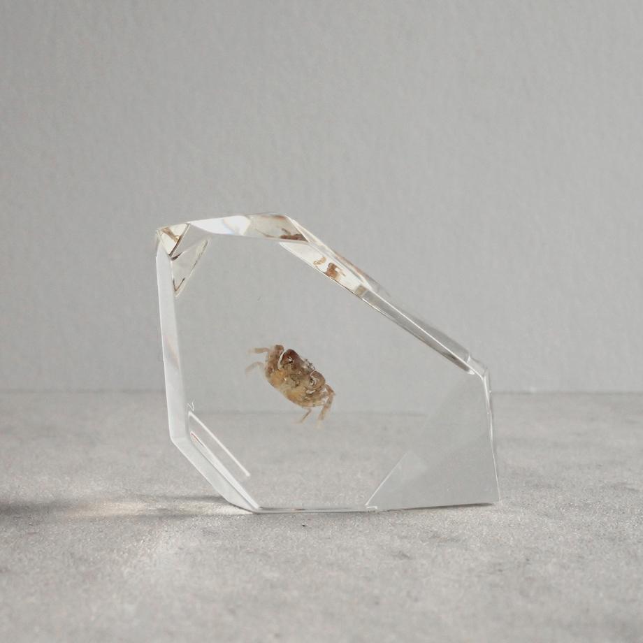 カニ類樹脂封入標本 C (木製標本箱入り) | 5枚目