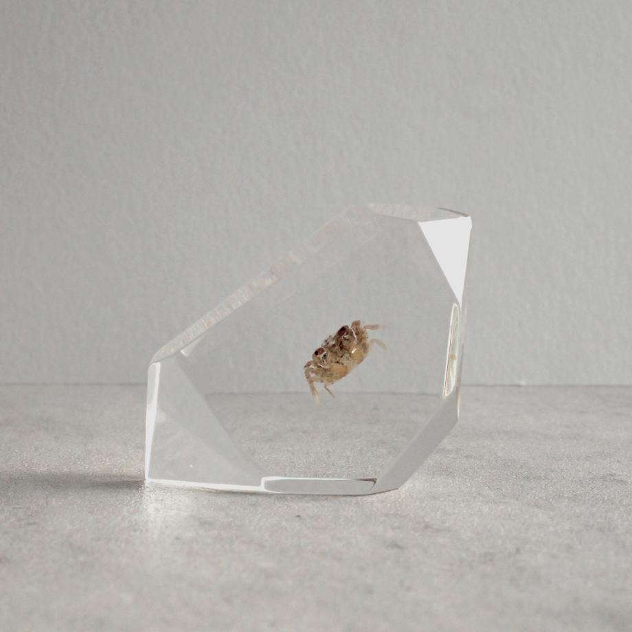 カニ類樹脂封入標本 C (木製標本箱入り) | 6枚目