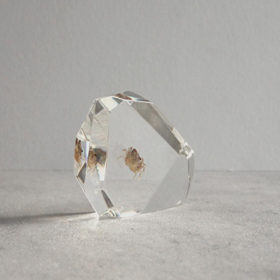 カニ類樹脂封入標本 C (木製標本箱入り) | 8枚目