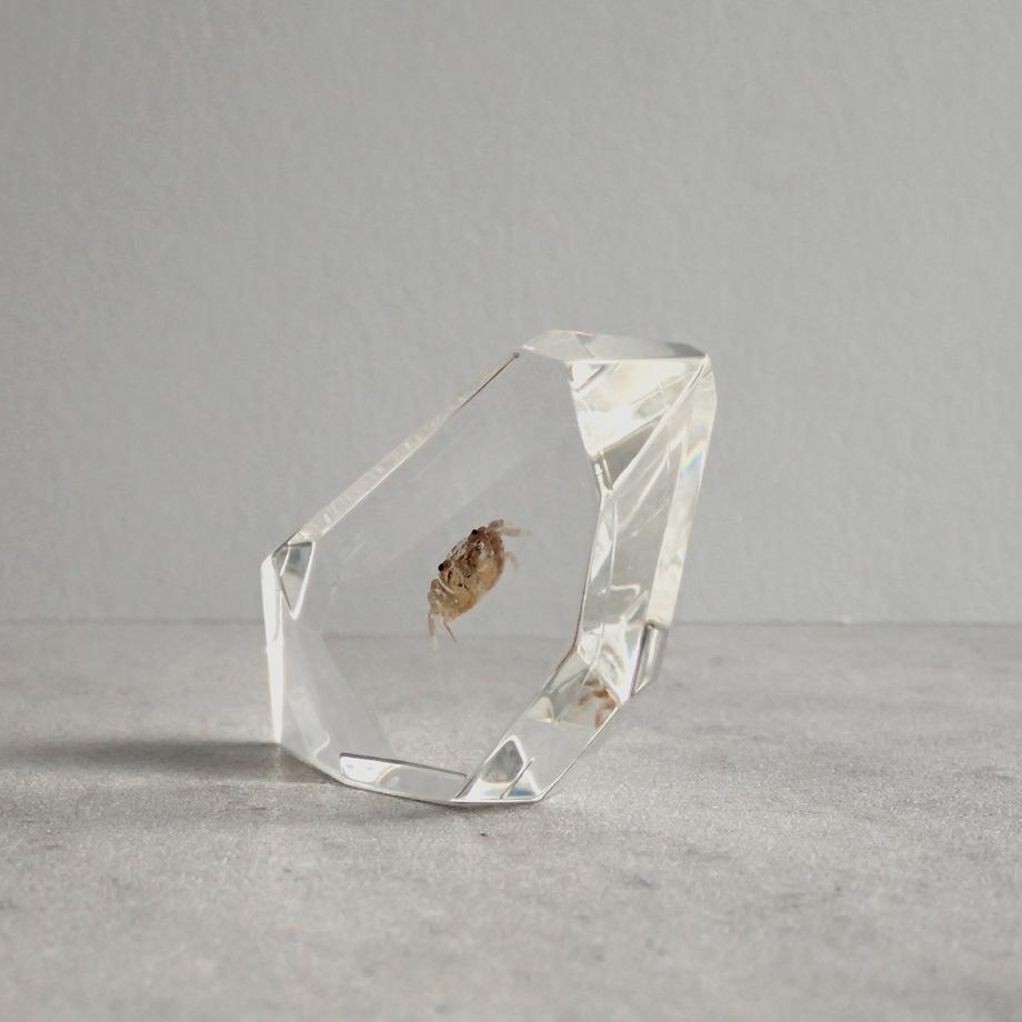 カニ類樹脂封入標本 C (木製標本箱入り) | 9枚目