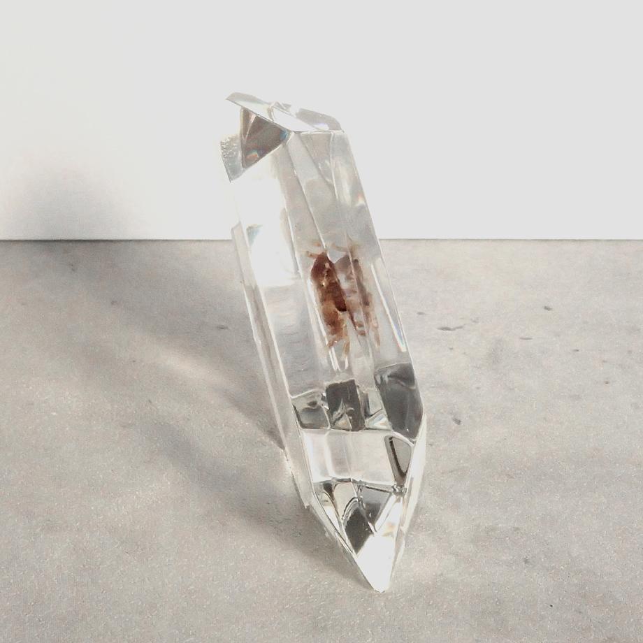 カニ類樹脂封入標本 C (木製標本箱入り) | 10枚目