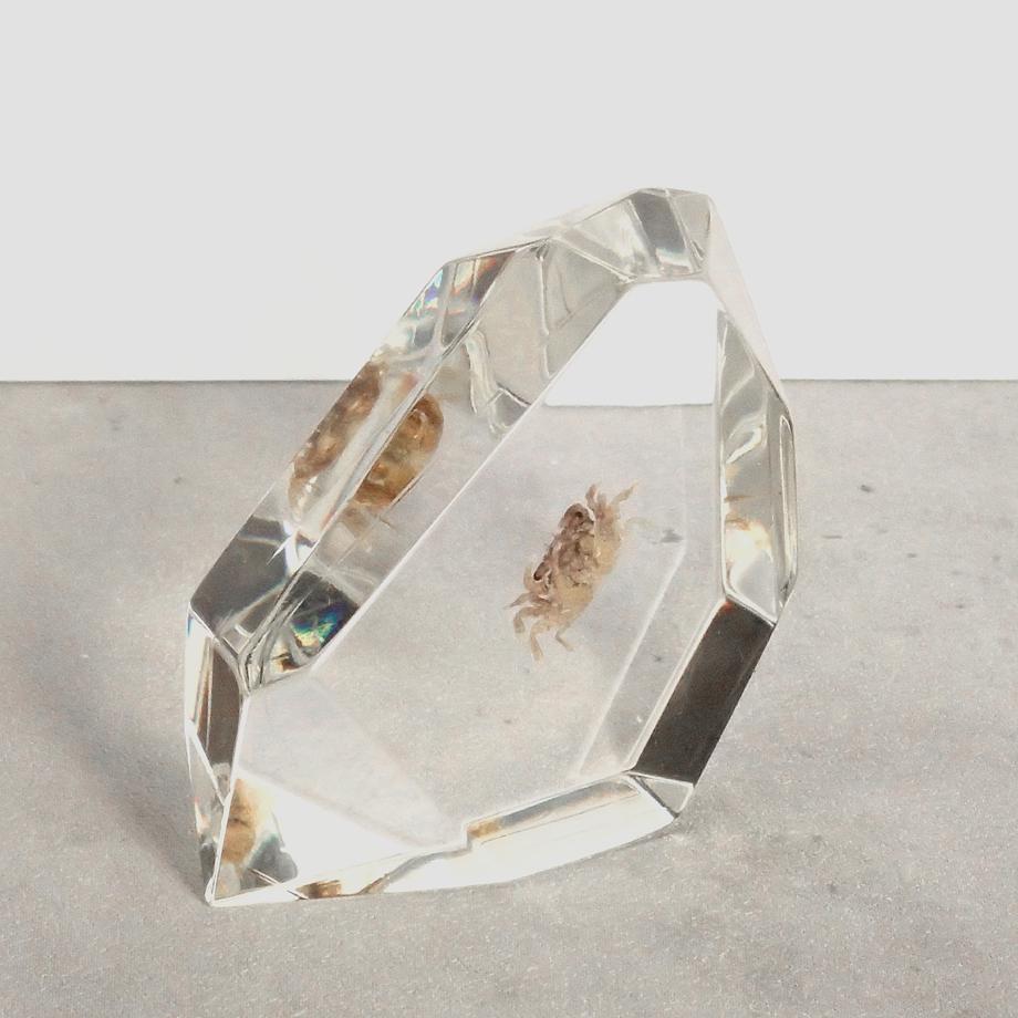 カニ類樹脂封入標本 C (木製標本箱入り) | 11枚目