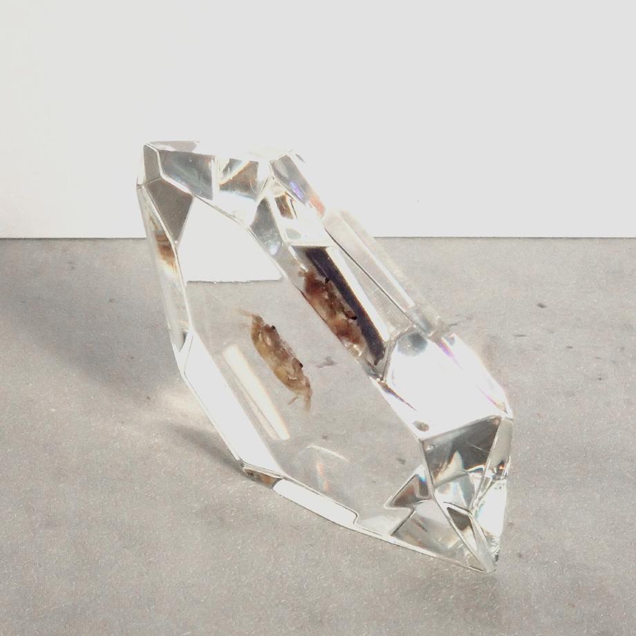 カニ類樹脂封入標本 C (木製標本箱入り) | 12枚目