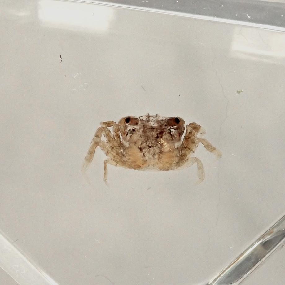 カニ類樹脂封入標本 C (木製標本箱入り) | 13枚目