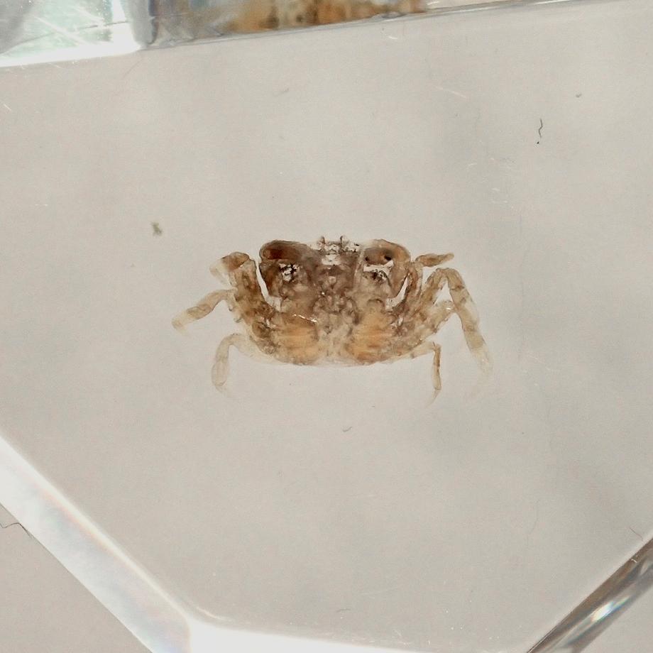 カニ類樹脂封入標本 C (木製標本箱入り) | 14枚目