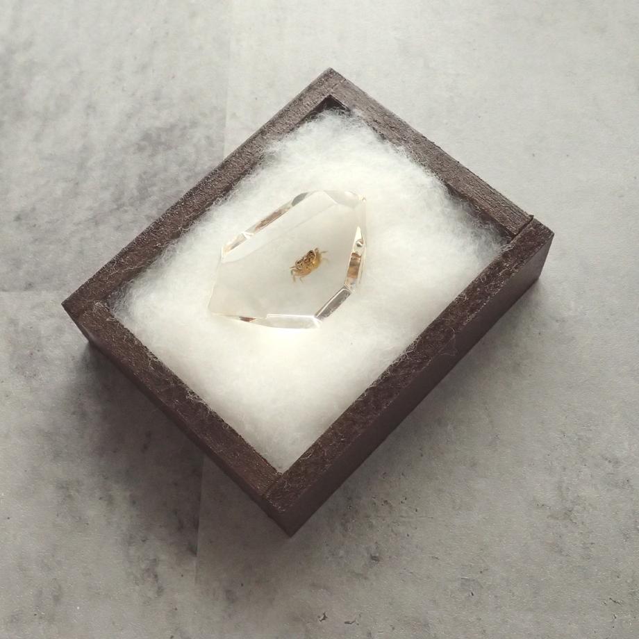 カニ類樹脂封入標本 C (木製標本箱入り) | 15枚目