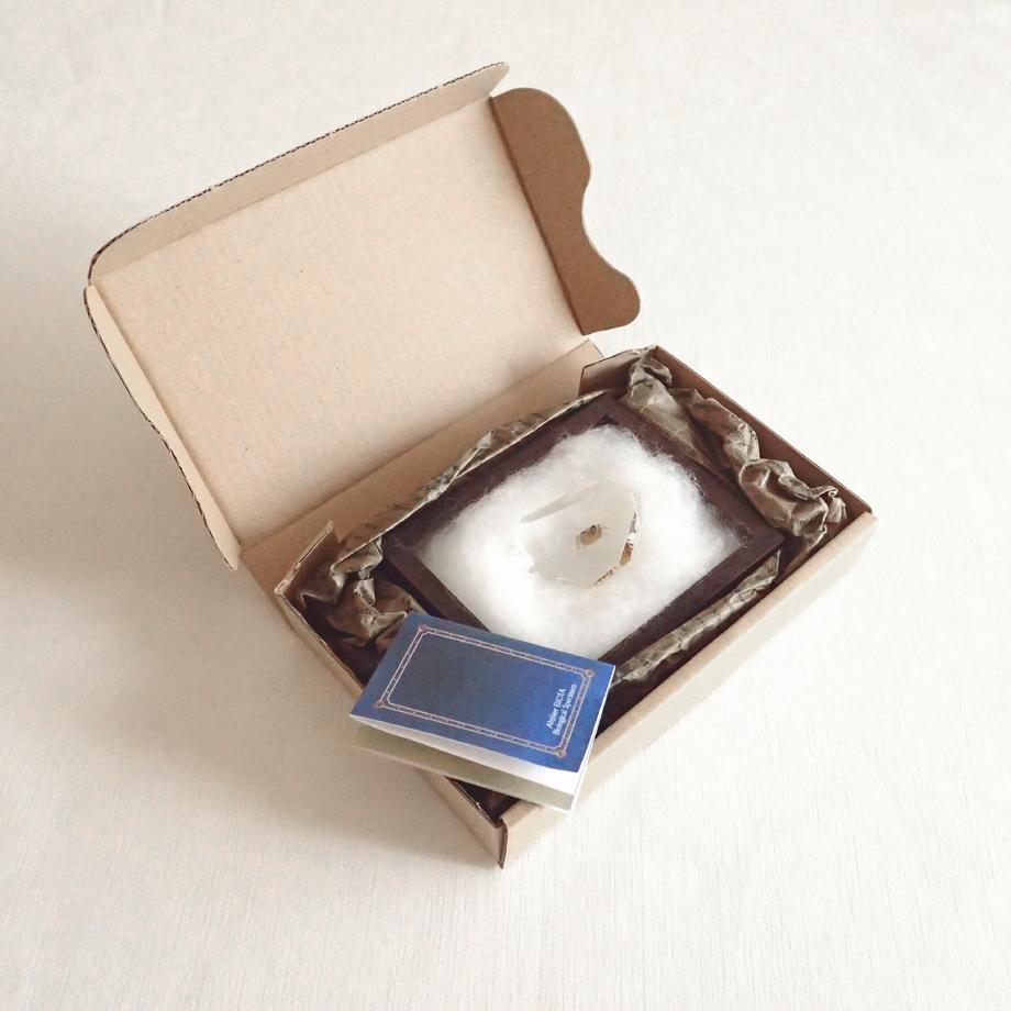 カニ類樹脂封入標本 C (木製標本箱入り) | 16枚目