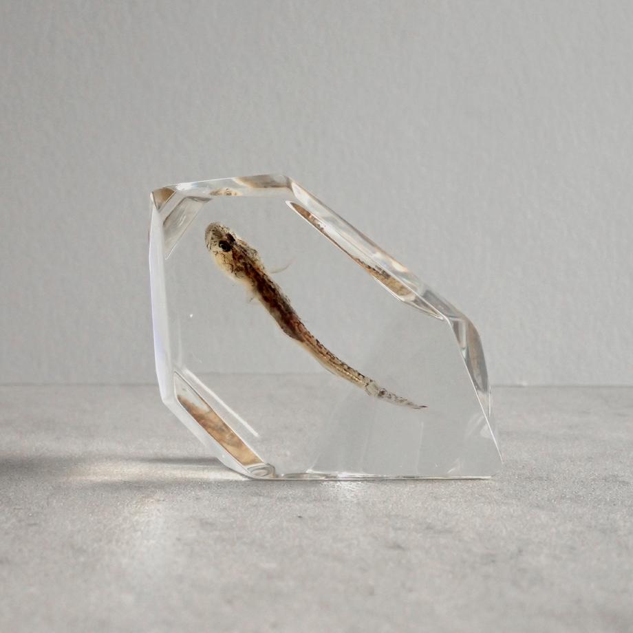 魚類樹脂封入標本 C (木製標本箱入り)1枚目の画像