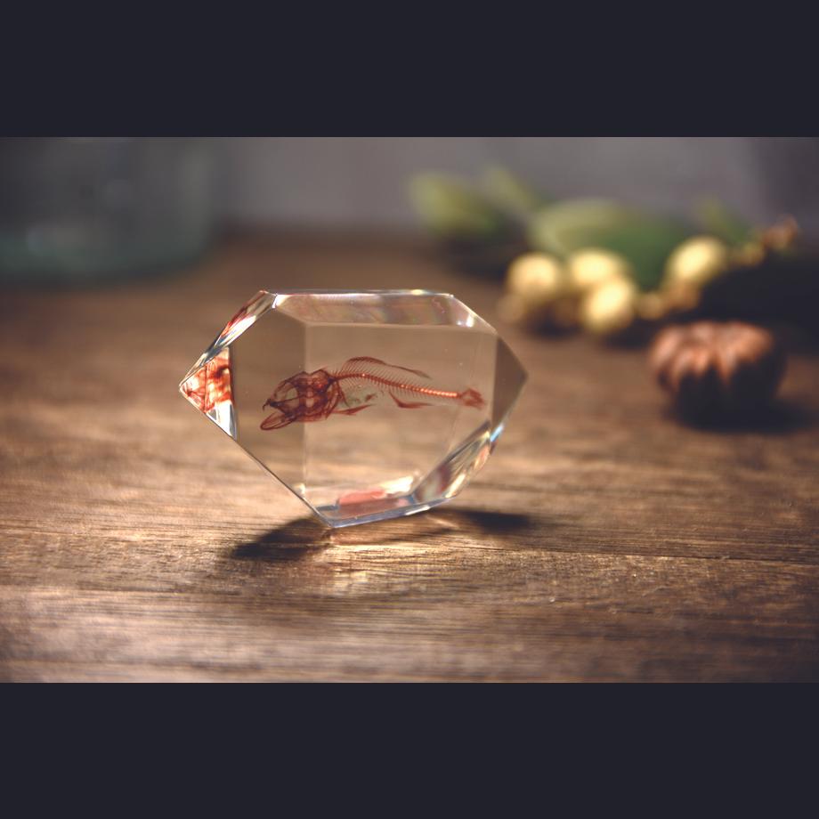 魚類単色染色樹脂封入標本 C (木製標本箱入り) | 14枚目