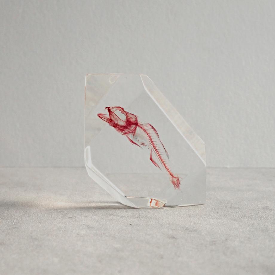 魚類単色染色樹脂封入標本 C (木製標本箱入り)1枚目の画像