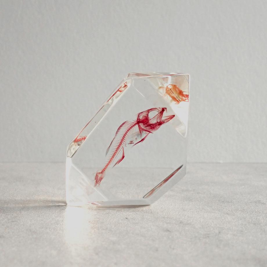 魚類単色染色樹脂封入標本 C (木製標本箱入り) | 2枚目