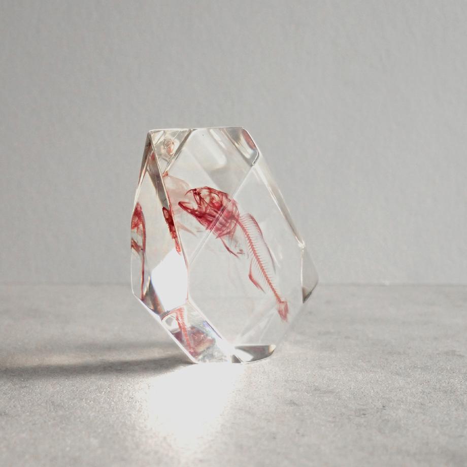 魚類単色染色樹脂封入標本 C (木製標本箱入り) | 4枚目