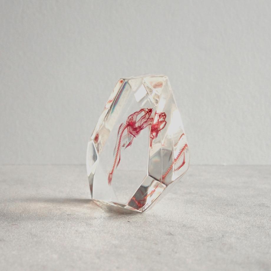 魚類単色染色樹脂封入標本 C (木製標本箱入り) | 5枚目