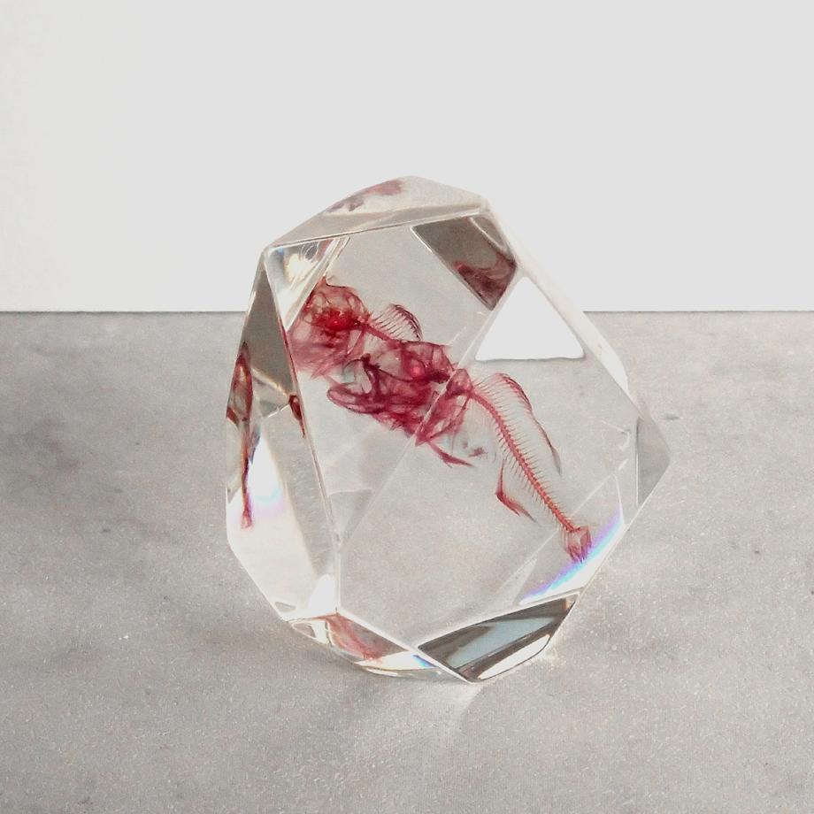 魚類単色染色樹脂封入標本 C (木製標本箱入り) | 7枚目