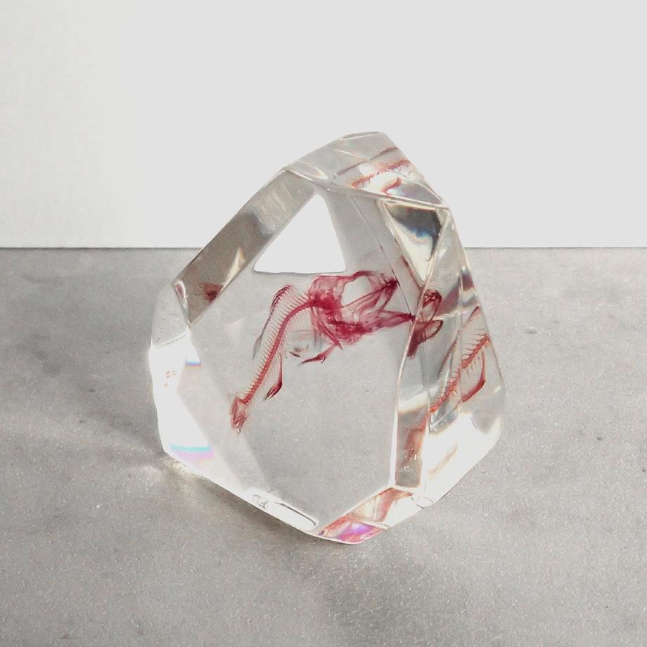 魚類単色染色樹脂封入標本 C (木製標本箱入り) | 8枚目