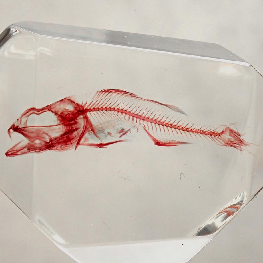 魚類単色染色樹脂封入標本 C (木製標本箱入り) | 9枚目