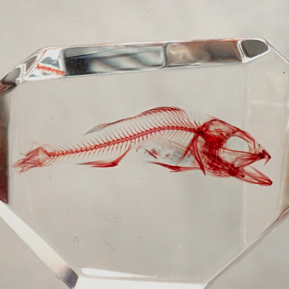 魚類単色染色樹脂封入標本 C (木製標本箱入り) | 10枚目