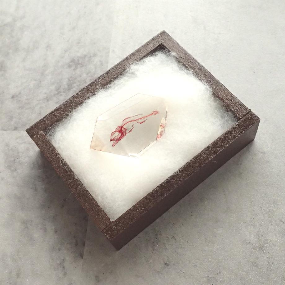 魚類単色染色樹脂封入標本 C (木製標本箱入り) | 11枚目