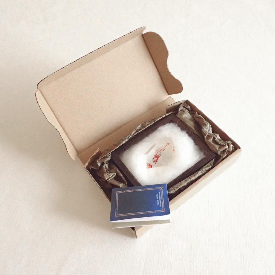 魚類単色染色樹脂封入標本 C (木製標本箱入り) | 12枚目