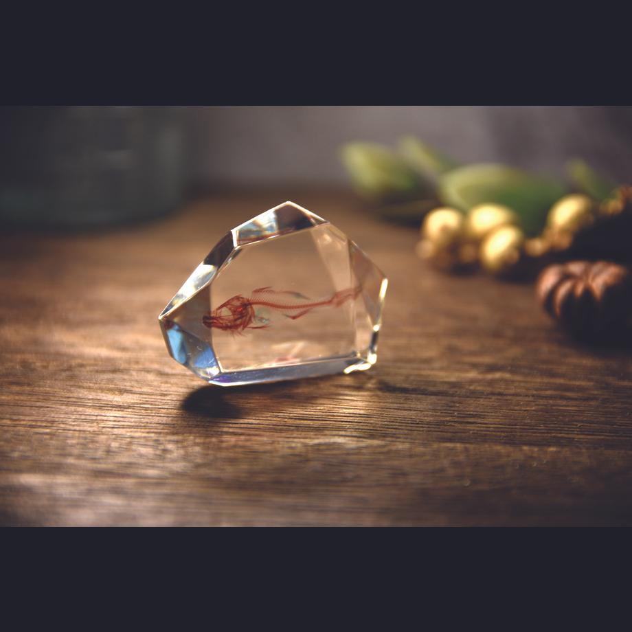 魚類単色染色樹脂封入標本 C (木製標本箱入り) | 14枚目