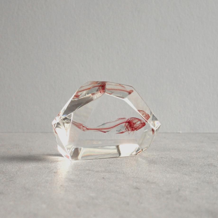 魚類単色染色樹脂封入標本 C (木製標本箱入り) | 2枚目