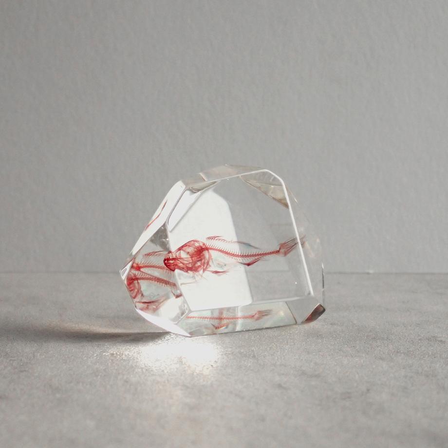 魚類単色染色樹脂封入標本 C (木製標本箱入り) | 4枚目