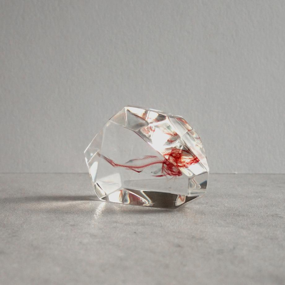 魚類単色染色樹脂封入標本 C (木製標本箱入り) | 5枚目