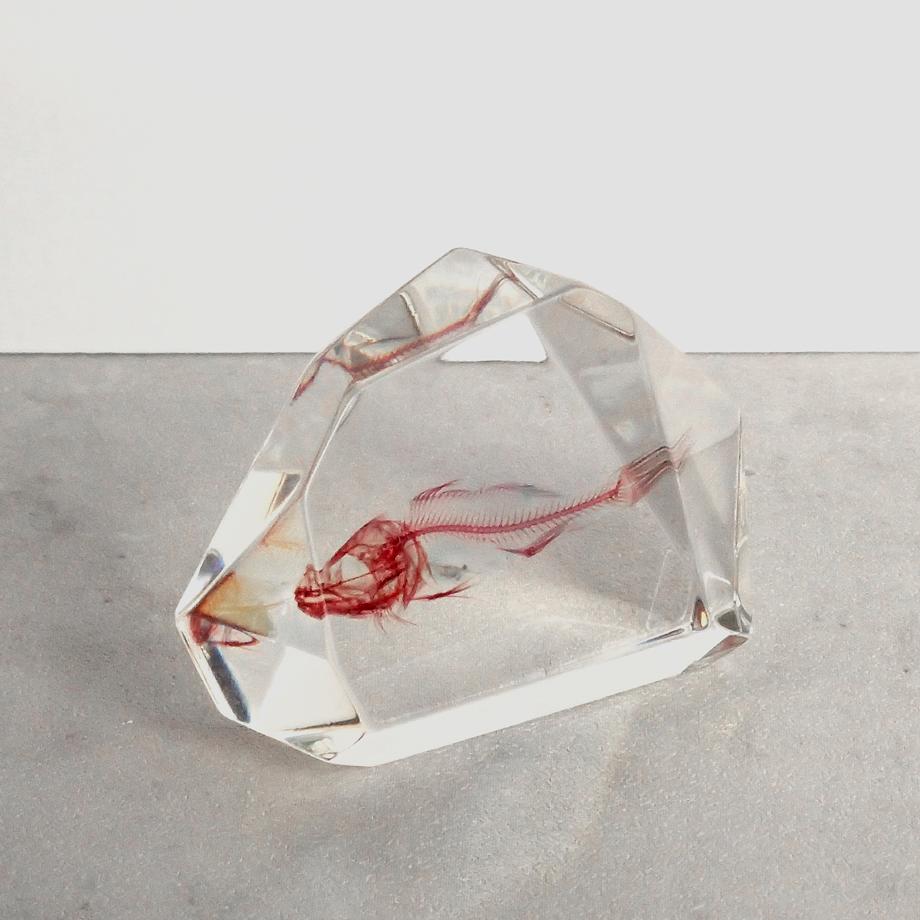 魚類単色染色樹脂封入標本 C (木製標本箱入り) | 7枚目