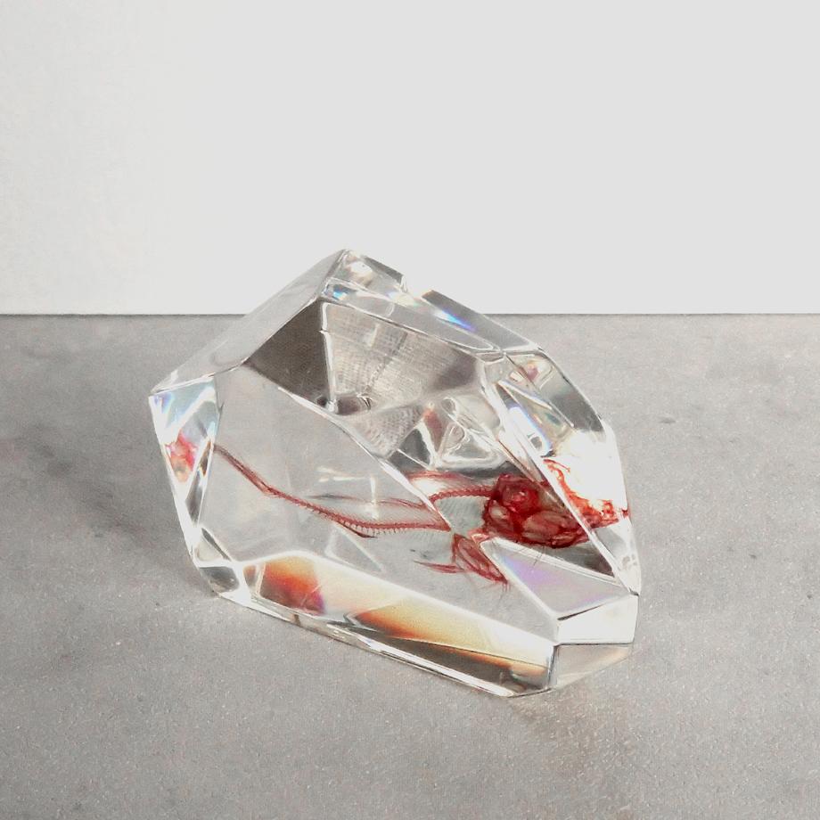 魚類単色染色樹脂封入標本 C (木製標本箱入り) | 8枚目