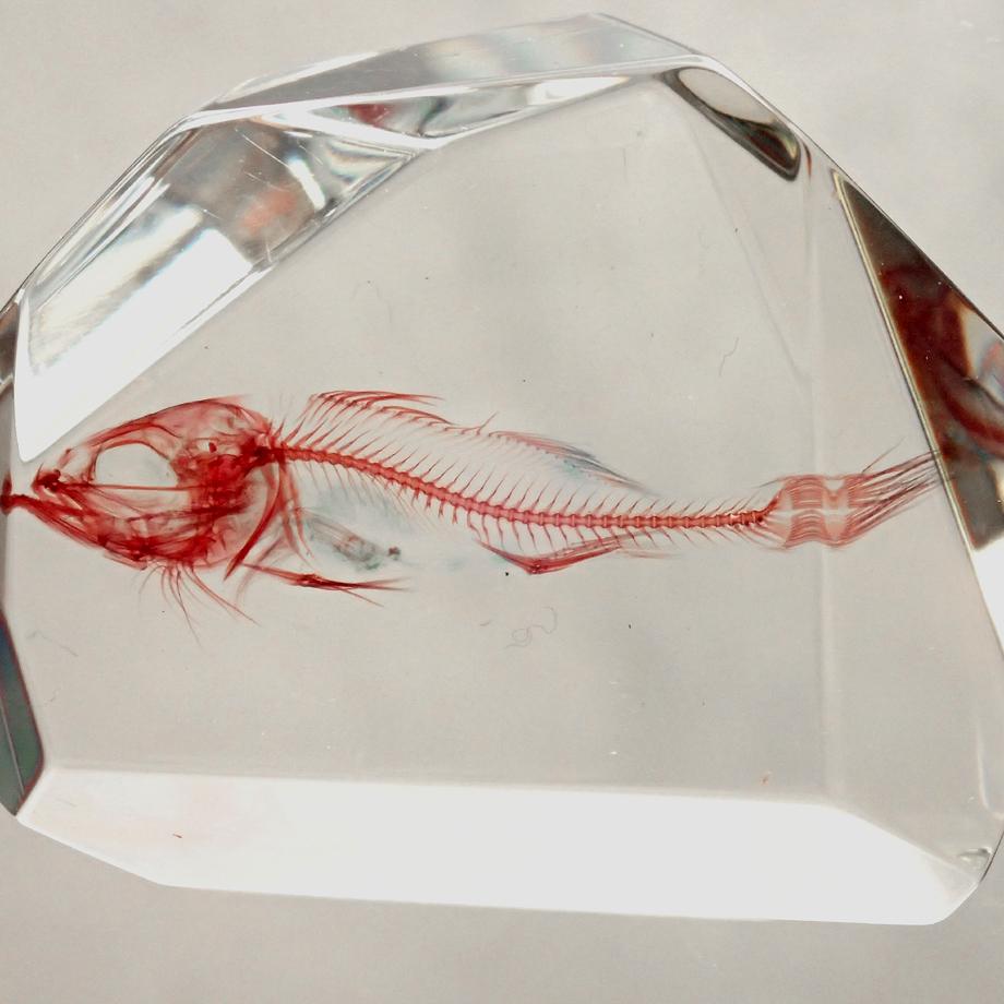 魚類単色染色樹脂封入標本 C (木製標本箱入り) | 9枚目