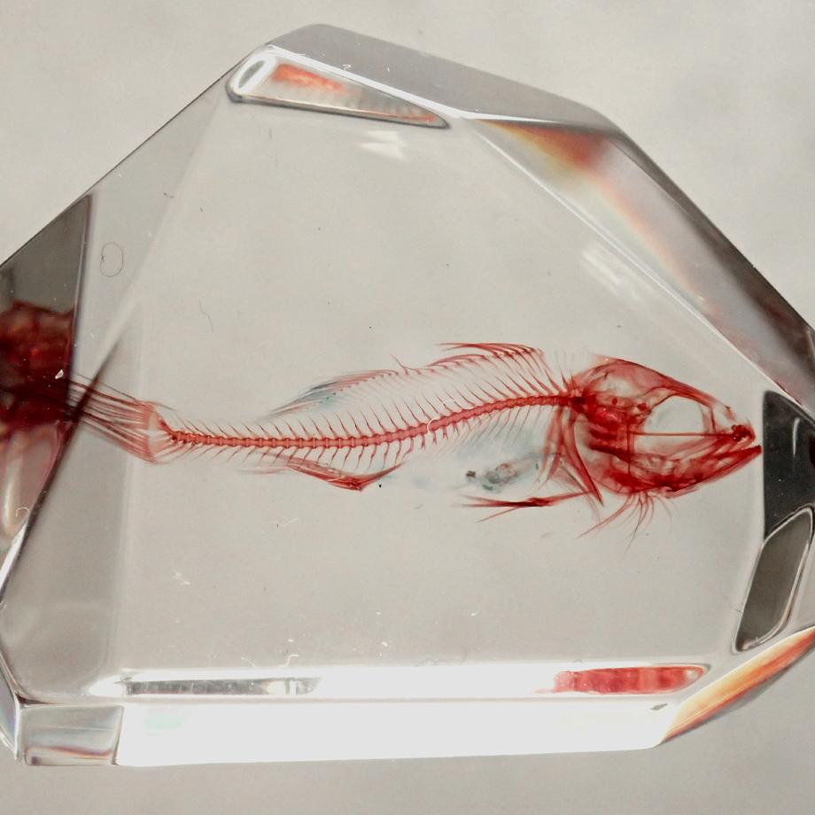 魚類単色染色樹脂封入標本 C (木製標本箱入り) | 10枚目