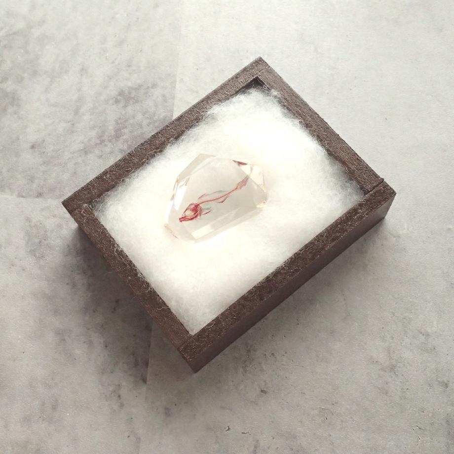 魚類単色染色樹脂封入標本 C (木製標本箱入り) | 11枚目