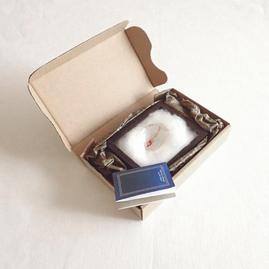 魚類単色染色樹脂封入標本 C (木製標本箱入り) | 12枚目