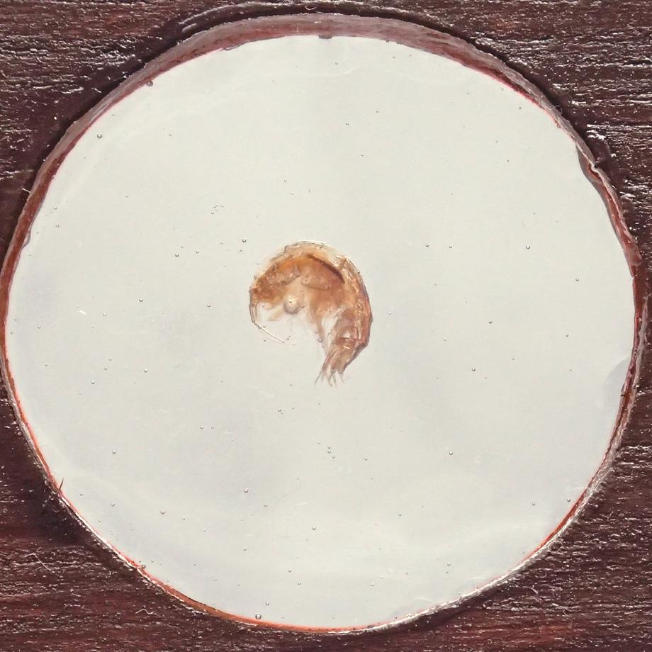 ヨコエビ類樹脂封入標本プレパラート | 5枚目