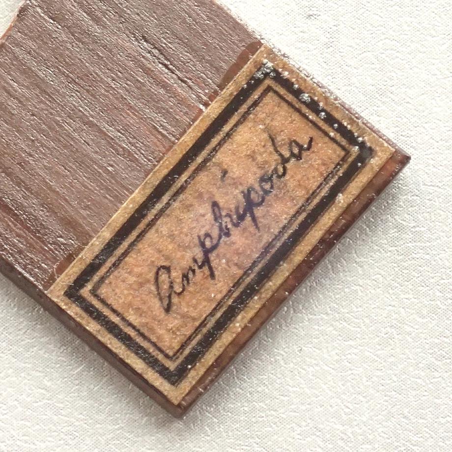 ヨコエビ類樹脂封入標本プレパラート | 6枚目