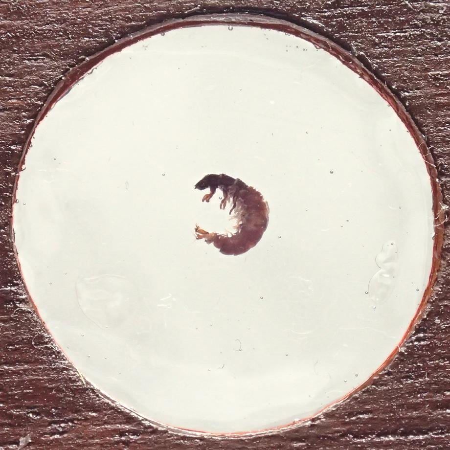 トビケラ類樹脂封入標本プレパラート | 9枚目