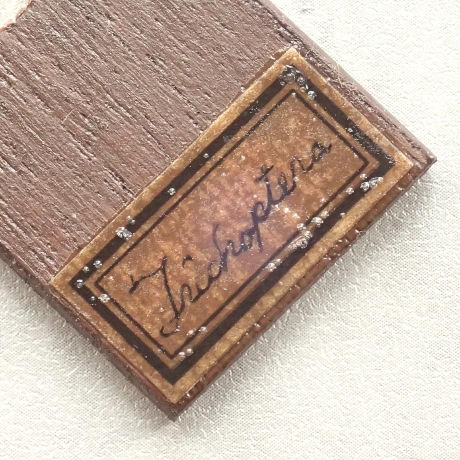 トビケラ類樹脂封入標本プレパラート | 10枚目