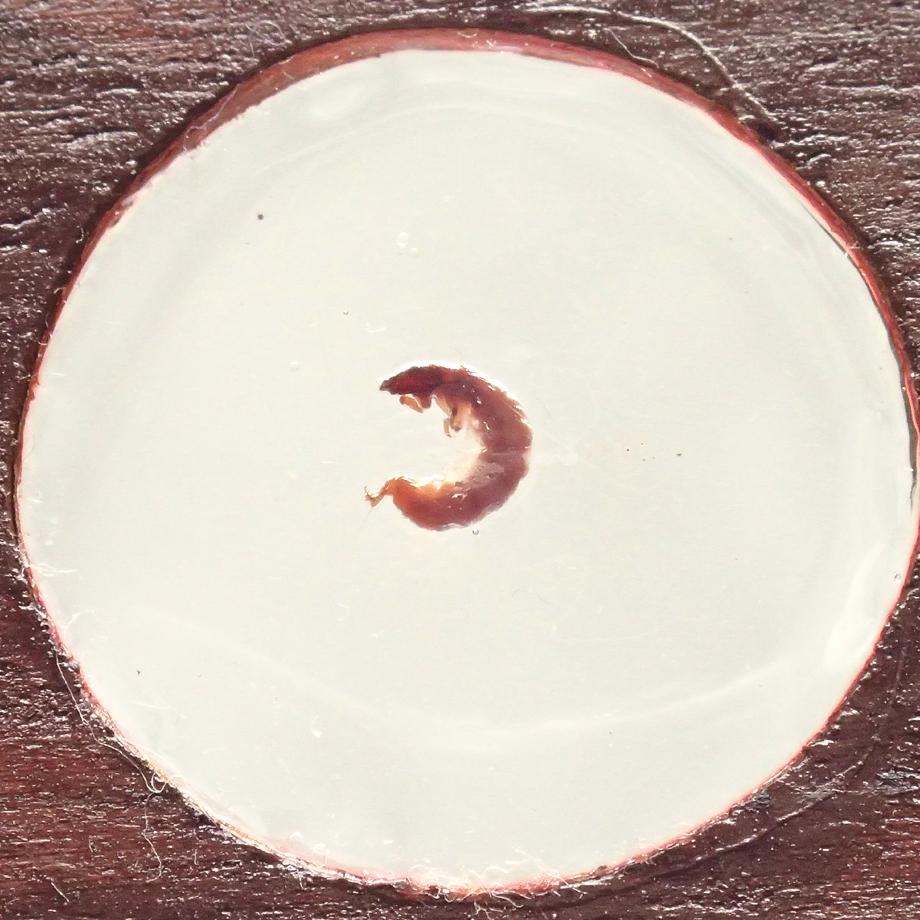 トビケラ類樹脂封入標本プレパラート | 5枚目