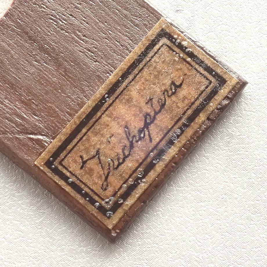 トビケラ類樹脂封入標本プレパラート | 6枚目