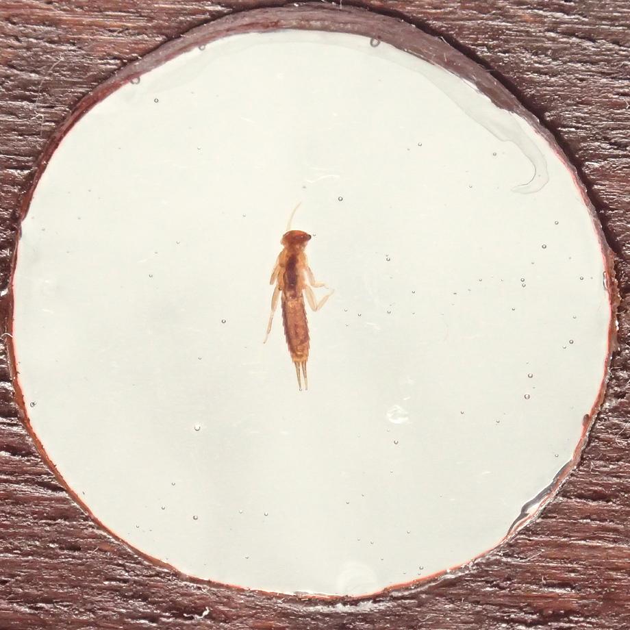 カワゲラ類樹脂封入標本プレパラート | 5枚目