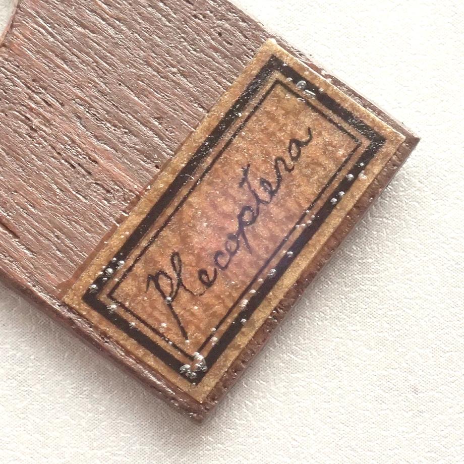 カワゲラ類樹脂封入標本プレパラート | 6枚目