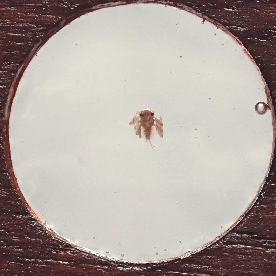 カゲロウ類樹脂封入標本プレパラート | 5枚目