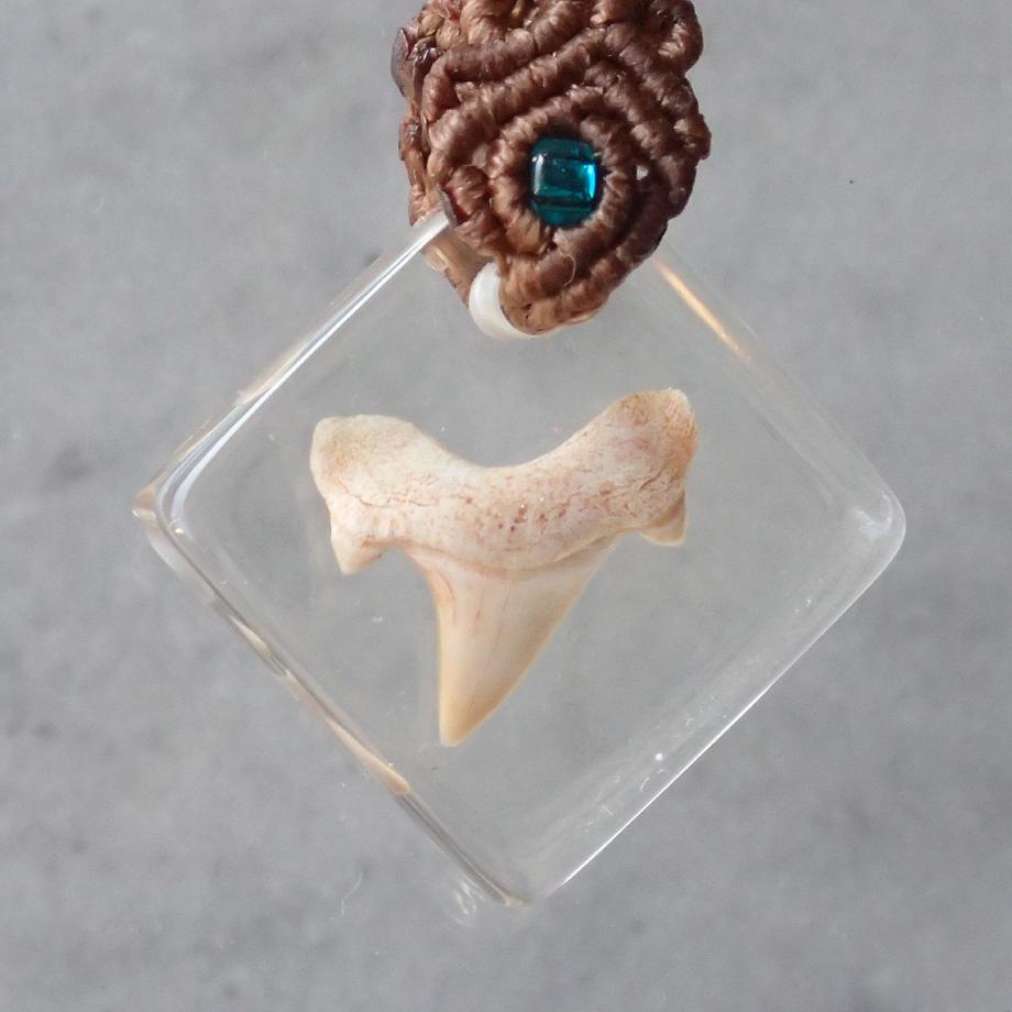 サメの歯樹脂封入標本ストラップ | 2枚目