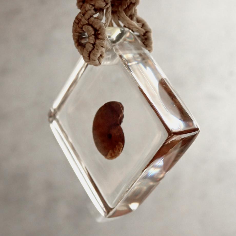 アンモナイト樹脂封入標本キーホルダー | 8枚目